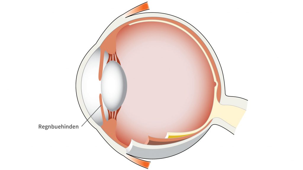Regnbuehinden sidder omkring pupillen og justerer dens størrelse.