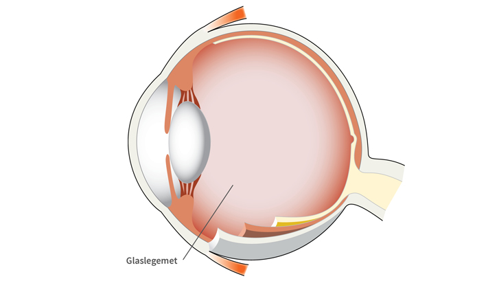 Glaslegemet er en geleagtig masse, der fylder øjets indre ud.